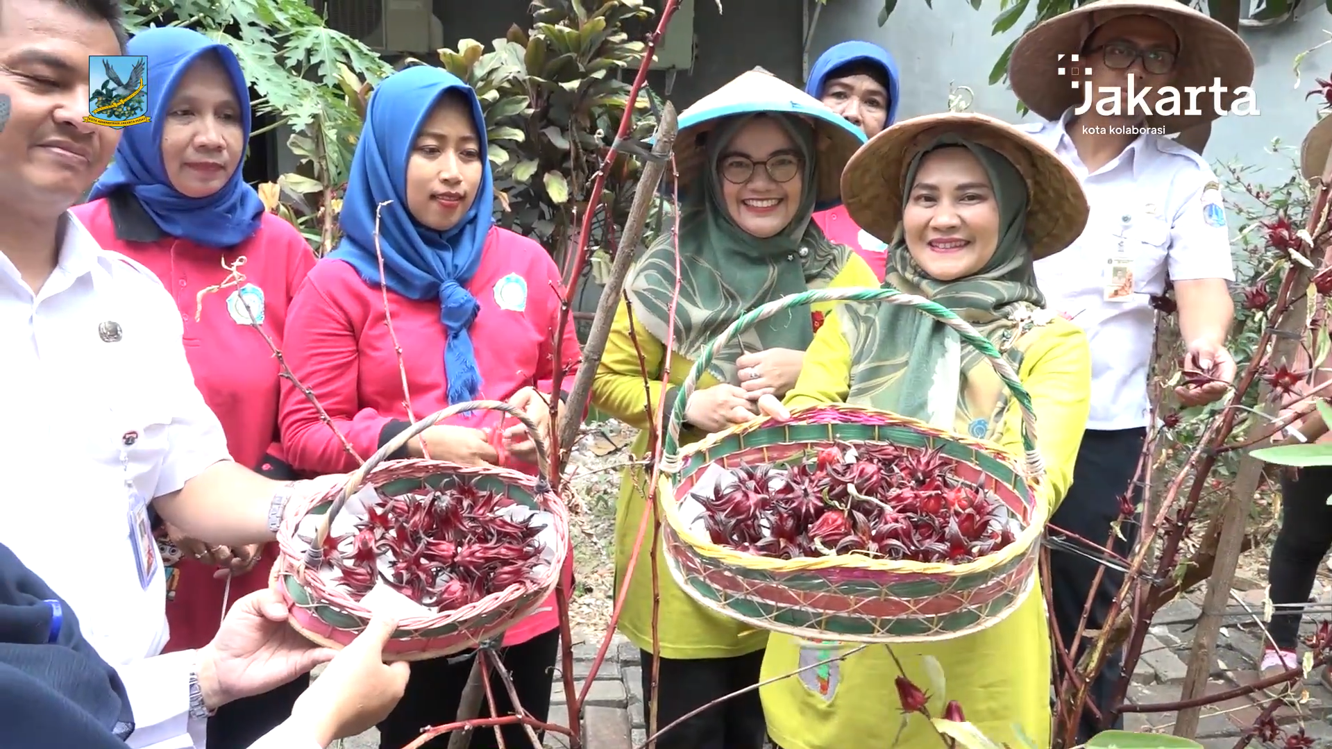 TP-PKK Bersama Sudin KPKP Panen Bunga Rosella